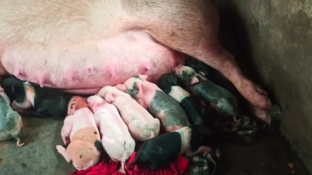Taking Rest After Giving birth to 10 piglets. 