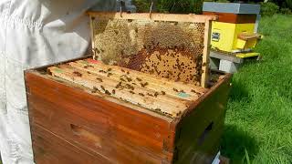 Pose De Hausse Le 25 Mars Sur Abeilles Noires Beaucoup De Nectar Dans Le Corps