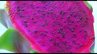 La pitaya, un cultivo innovador en hidroponía