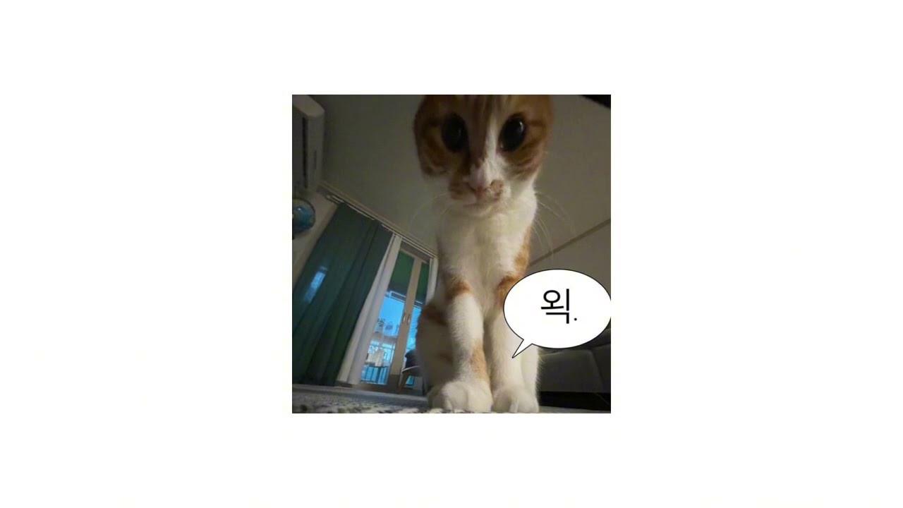 가지마...추석..•틱랜플•틱톡랜플•틱톡랜덤플레이댄스•랜플•랜덤플레이댄스•2024•2024랜플•2024랜덤플레이댄스•2024 틱톡 랜플