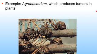 Chaper 27 Prokaryotic groups