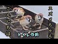 いろんな場所で挨拶しました 【すずめ日記】
