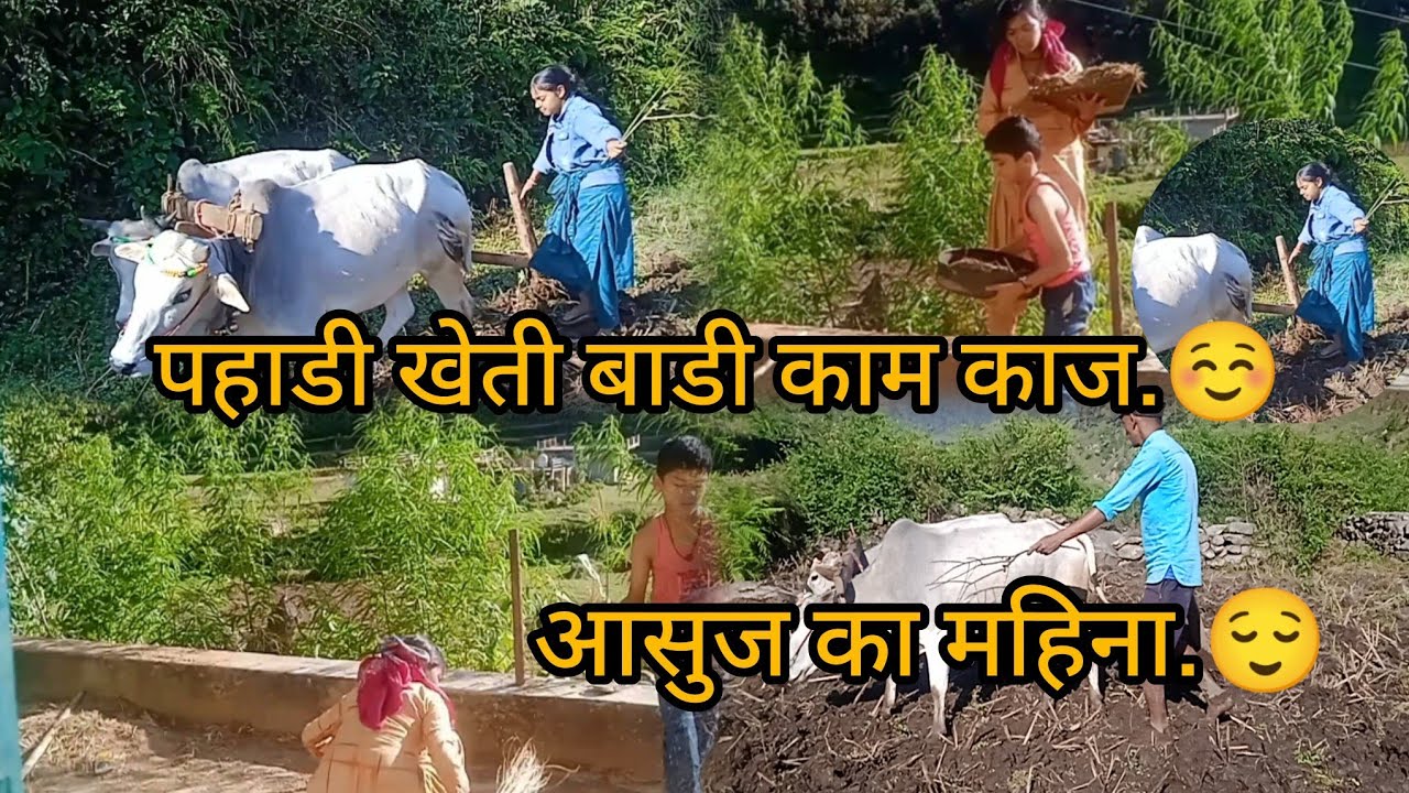 पहाड़ी किसान जीवन खेती बाडी कामं काज शुरू आसान नहीं हे पहाड़ो में रहना.😌☺️🥲