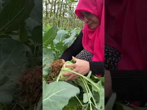 Video: Alabaş yetiştirmek: dikim ve bakım