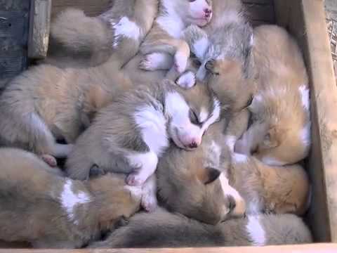 Puppy Pile Youtube