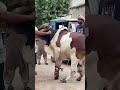 desi 🐂 bull❤️ #cow #qurbani2025 #bull #cow #animals #trending #shorts #reels #viral #fyp