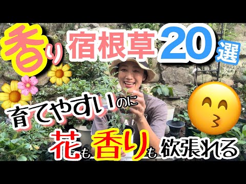 なぜ私がジャスミンを植えたのか？衝動買いが生んだ最高の庭体験と育て方のコツ