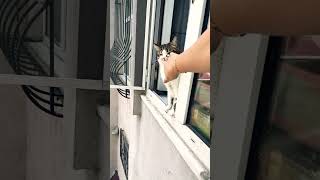 Hangimiz Anne Anlamadım Gitti Komik Kedi 