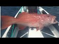 Leopard coralgrouper on the kayak