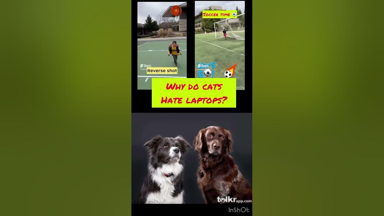 why-do-cats-hate-laptops-youtube