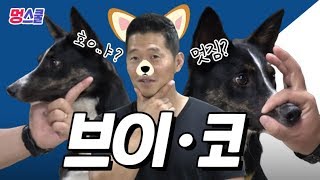 강아지 ‘브이·코’ 해보개｜강형욱의 멍스쿨