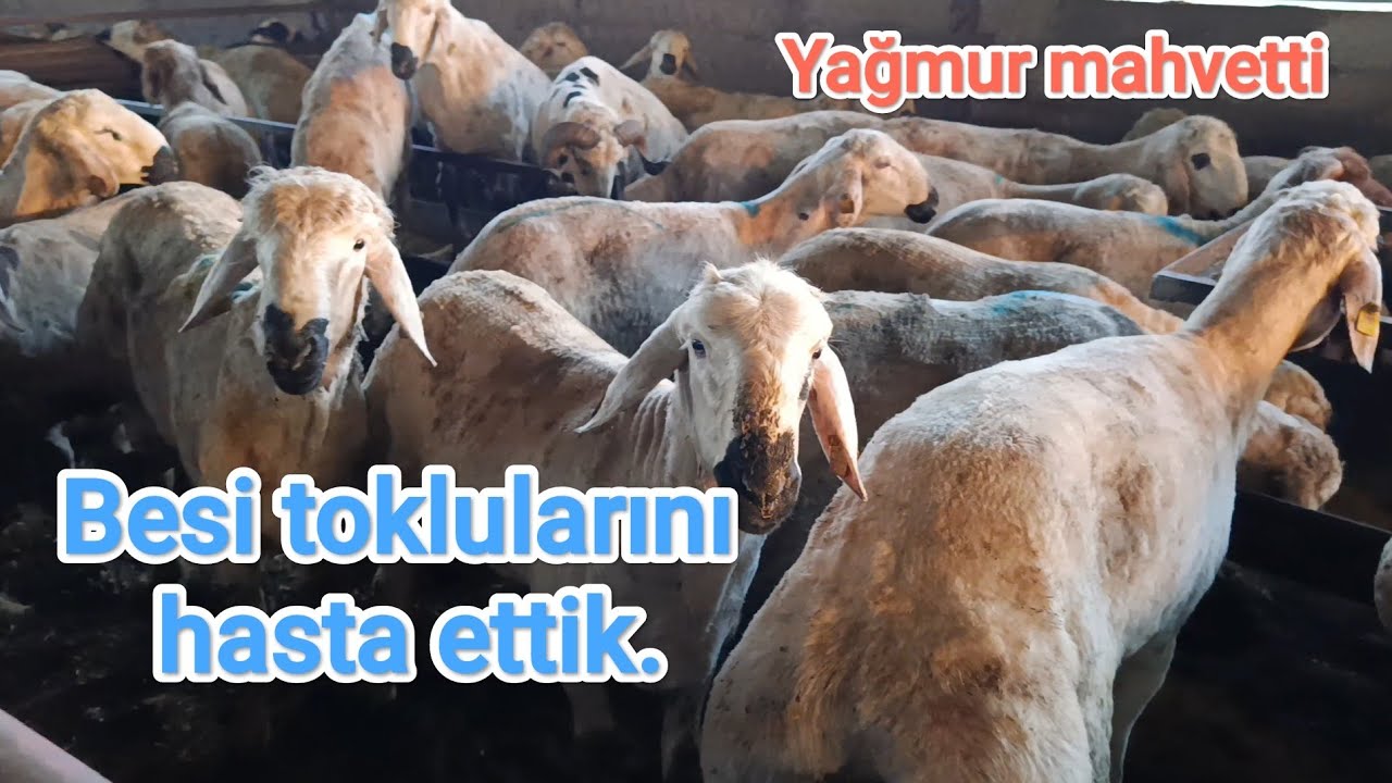 Besi toklularını yağmurda hasta ettik..