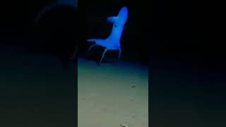 Vampire Squid Ocean Facts|Vampire Squid इतना डरावना क्यों दिखता है|#factvideo #viralfacts