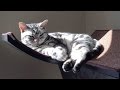 American Shorthair Cats - Daphne & Sophie の動画、YouTube動画。
