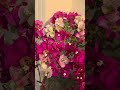 Bougainvillea Blumen Ytshorts