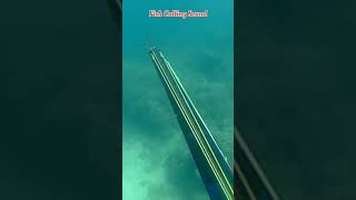 Download Lagu Suara pemanggil ikan|fish calling sound|spearfishing MP3