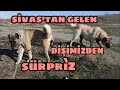 SİVAS'TAN ÇOMAR İÇİN GETİRDİĞİMİZ DİŞİ BİZE SUPRİZ YAPTI !!