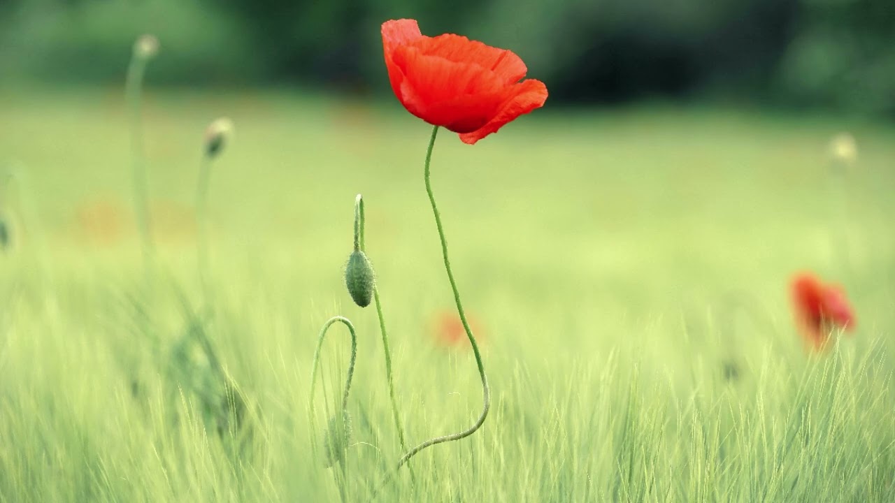 FALL INTO SLEEP INSTANTLY - Relaxing Sleep Music . Piano Sounds for Stress Relief, Anxiety 06