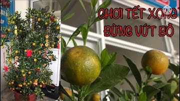 CÂY QUẤT "Cây Tắc": Đặc điểm, ý nghĩa phong thủy và cách trồng sau Tết