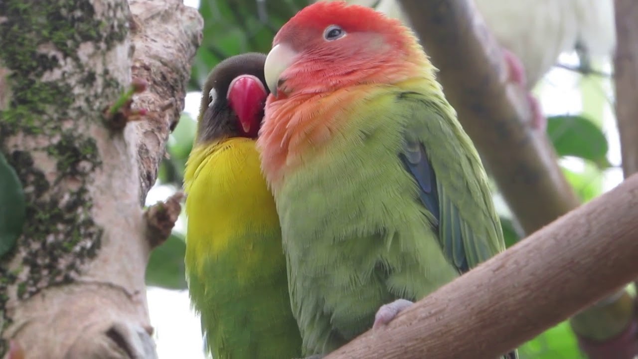 AGAPORNIS, PERIQUITO NAMORADO, lovebird (pássaro do amor). YouTube