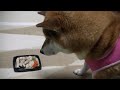 快気祝い！レスリング姿で肉を食べる柴犬