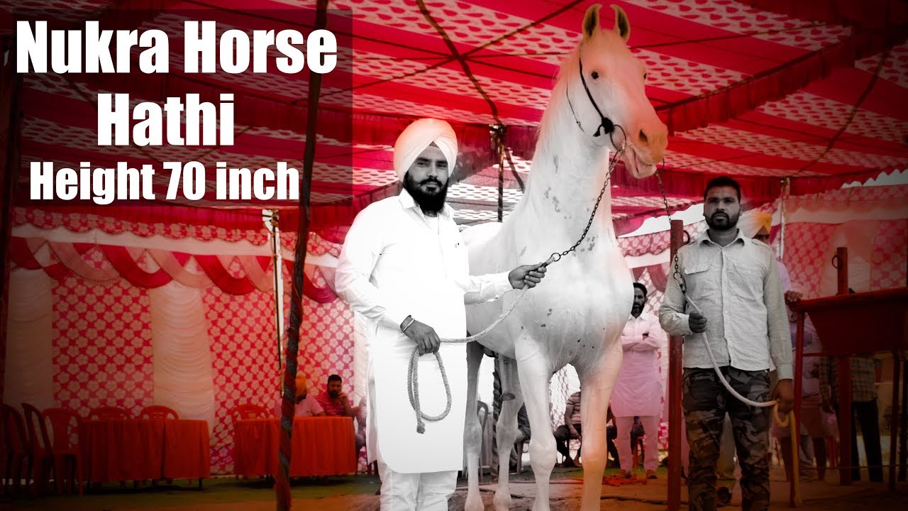 सबसे ऊंचा नुकरा घोडा हाइट 70 इंच Worlds Tallest white horse from