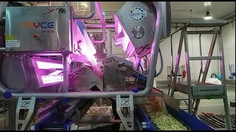 Dryce optical sorting machine for frozen diced zucchini | RAYTEC VISION SpA