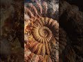 beyond the Pluto planet ammonite