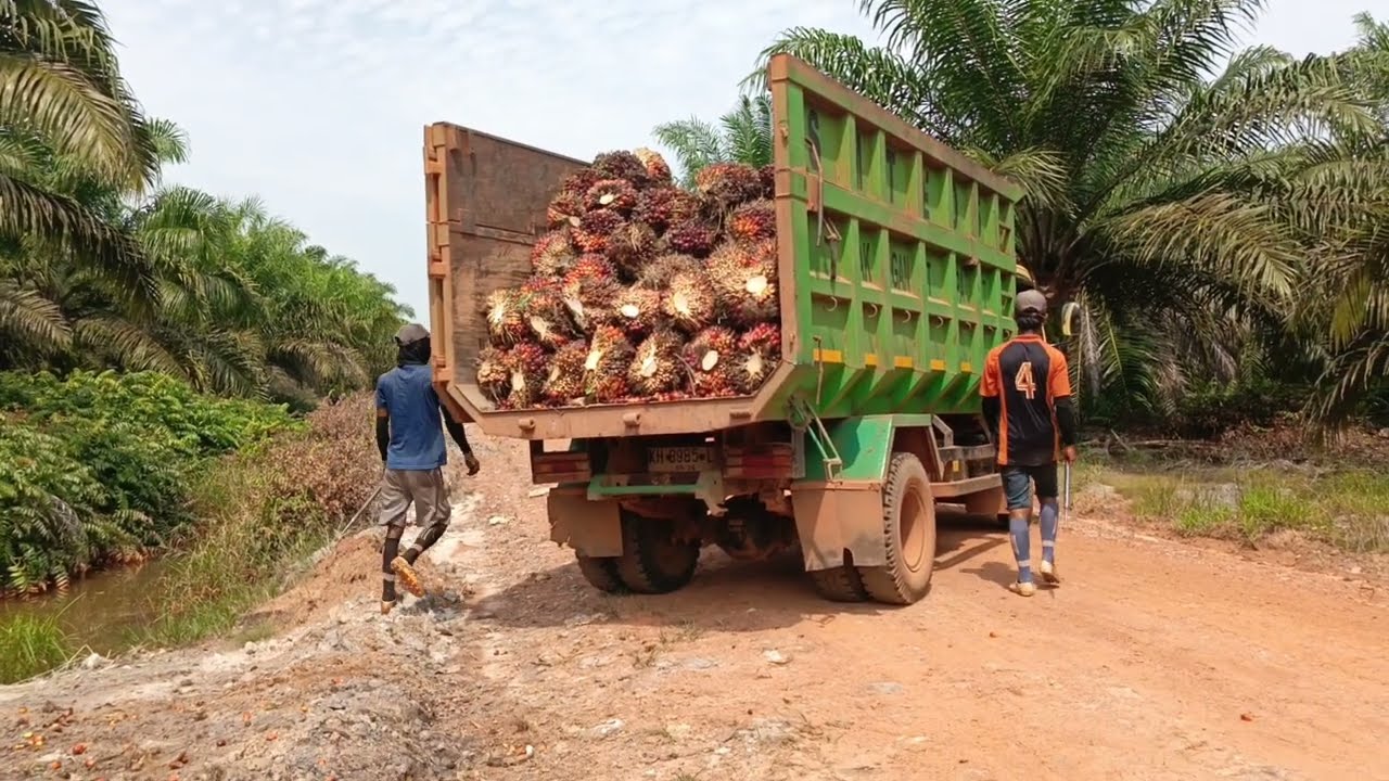 Muat buah lagi, hasilnya lumayan
