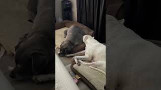 The bestest friends 💕#adoptdontshop #dog #doglover #sister #shelterdogs #fyp #explore