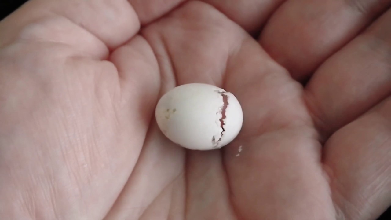 Budgie hatching! Amazing egg hatching - YouTube