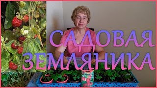 НЮАНСЫ ВЫРАЩИВАНИЯ МЕЛКОПЛОДНОЙ ЗЕМЛЯНИКИ И ЕЕ ПЕРЕСАДКИ В ОТКРЫТЫЙ ГРУНТ. НЮАНСЫ ВЫРАЩИВАНИЯ МЕЛКОПЛОДНОЙ ЗЕМЛЯНИКИ И ЕЕ ПЕРЕСАДКИ В ОТКРЫТЫЙ ГРУНТ.