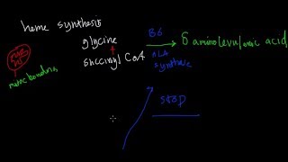 MAHMOOD Hemato | 01 Heme Synthesis