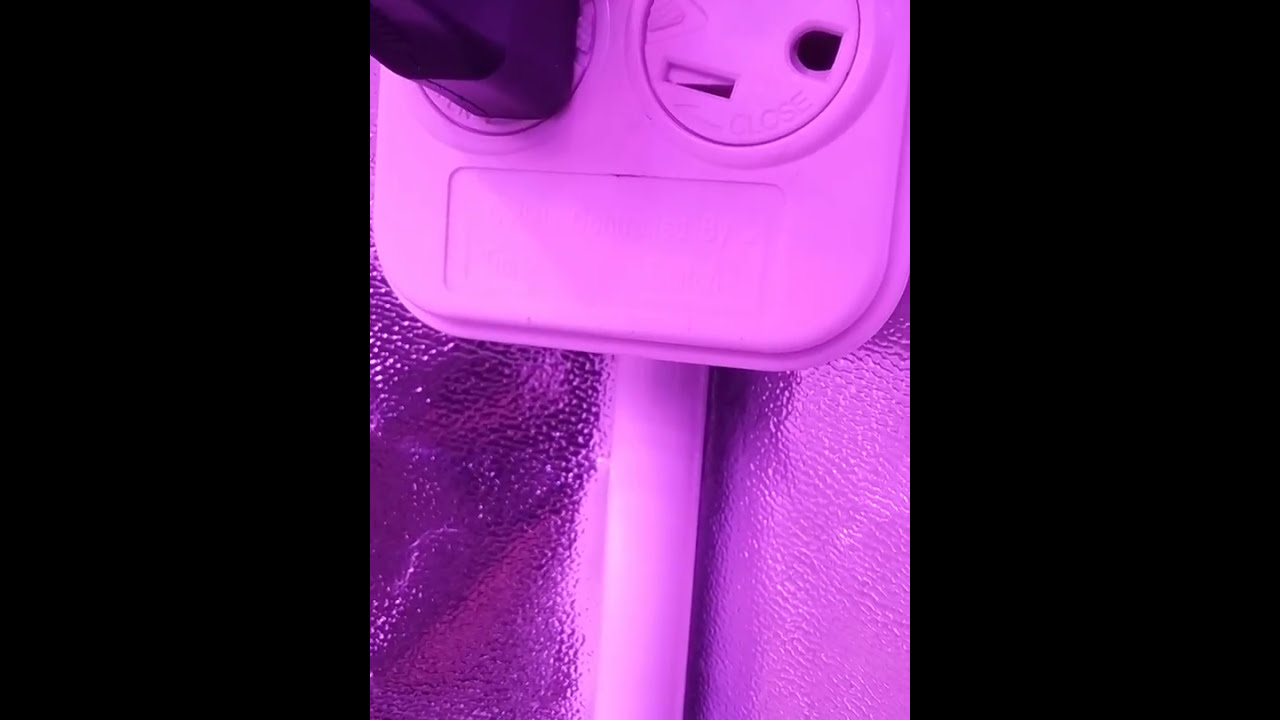 Cookie seeds transplanted in to 3 gal pots and my timer problem