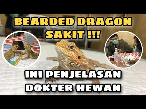 Video: Penyakit Pernafasan pada Bearded Dragon