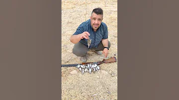 صيد العصافير ببندقية الصيد الاوفر التركيه 