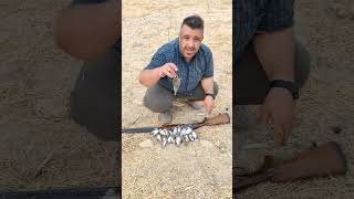 صيد العصافير ببندقية الصيد الاوفر التركيه screenshot 4