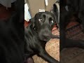 Meet the staff of Carno_Collex #pets #dog #cat #funny #audio #petpeople #comedypets