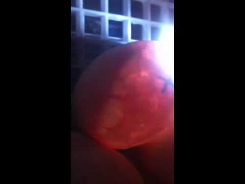 Ball Python Embryos moving in egg