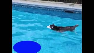 Pixel Motion - Dog Swimming Video Pixel Motion