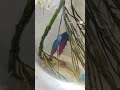 my betta fish #fishshorts #fish #bettas #bettafish #fishing #freshwaterfish #aquariumfish