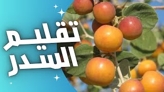 تقليم شجرة السدر الصيني