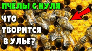 Осмотр улья, первый укус / Пчеловодство с нуля