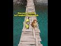Nope, Wait 2-The missing girlfriend and waterweed #CatMemes#CatMeme#CatShorts