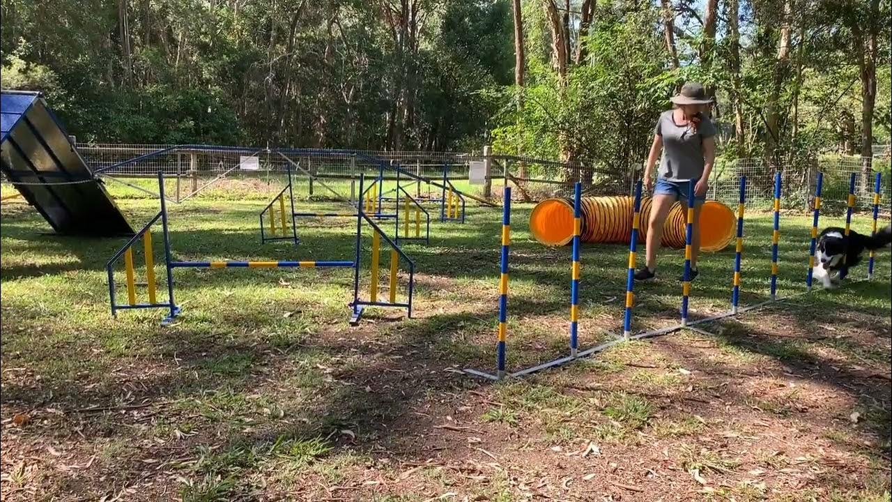 Dog Agility Lessons Sunshine Coast Paws, Claws & Tails YouTube