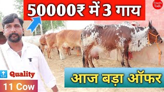 50000₹ में 3 गाय Super Cholistani Rathi Tharparkar Sahiwal ✅ Kanhaiya Dairy Farm  Cow Farm Talk