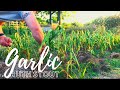 Ruth Stout Garden Garlic Harvest