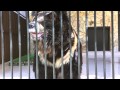 大内山動物園 の動画、YouTube動画。