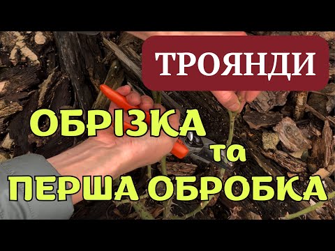 ОБРІЗКА ТРОЯНД НАВЕСНІ ТА ПРЕПАРАТИ ДЛЯ ОБРОБКИ 🌹 #сад #садок #садівництво #троянди