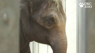 OKC Zoo Endangered Asian Elephant Pregnant